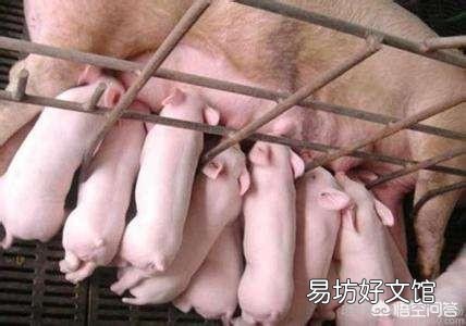 猪场产房夏季降温,哪种方法的效果比较好?