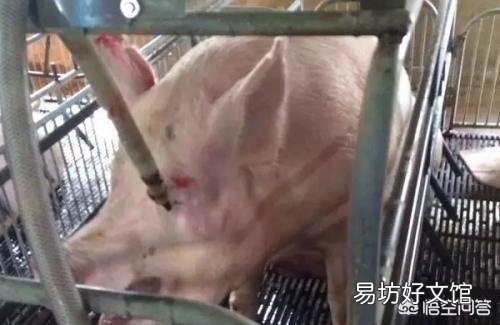 猪场产房夏季降温,哪种方法的效果比较好?