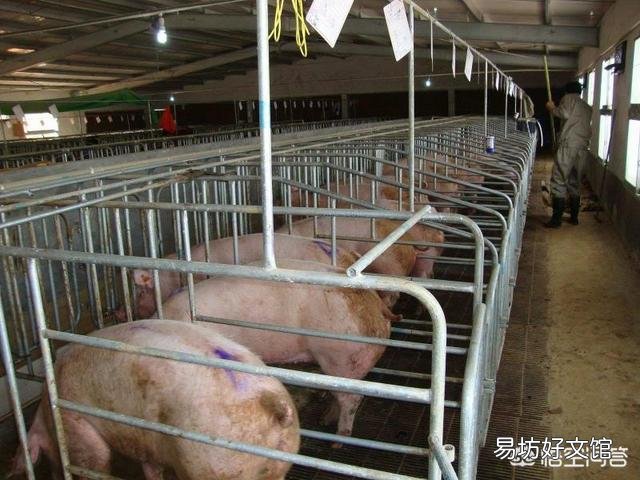 猪场产房夏季降温,哪种方法的效果比较好?
