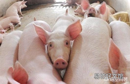 猪得了口蹄疫怎么办?