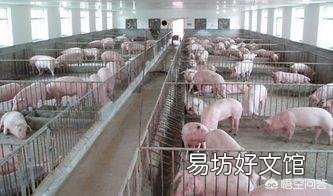 投资养猪场怎么样?