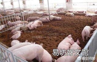 投资养猪场怎么样?