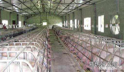 猪价便宜，现在开养猪场是否可行？