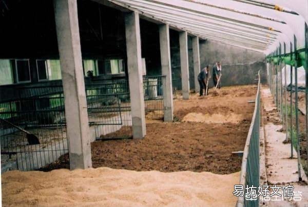发酵床式比笼栏式猪舍养殖要好吗?