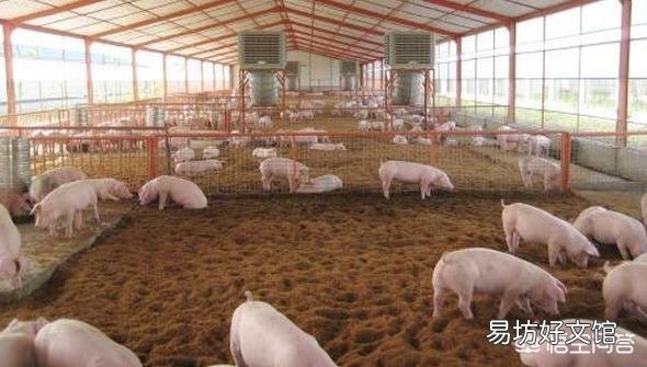 发酵床式比笼栏式猪舍养殖要好吗?