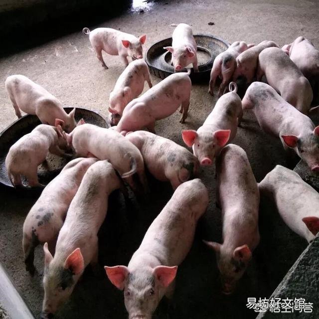 生猪价格会一路涨下去吗?下半年行情你怎么看?