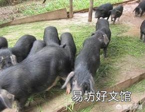 生猪价格会一路涨下去吗?下半年行情你怎么看?