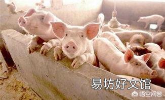 生猪价格会一路涨下去吗?下半年行情你怎么看?
