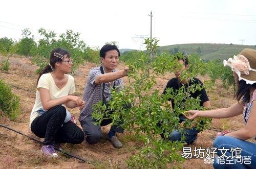 枣树高产栽培的技术要点有哪些?