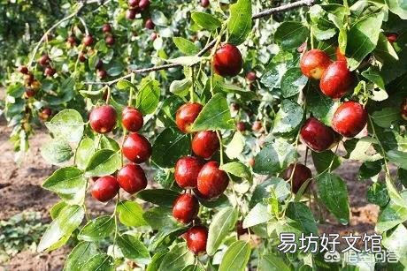枣树高产栽培的技术要点有哪些?