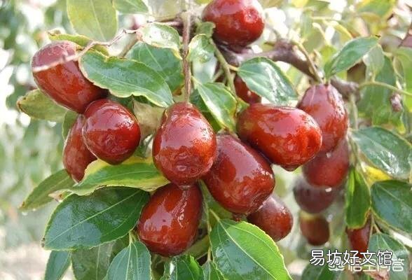 枣树高产栽培的技术要点有哪些?