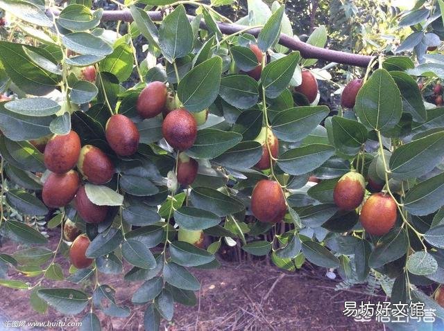 枣树高产栽培的技术要点有哪些?