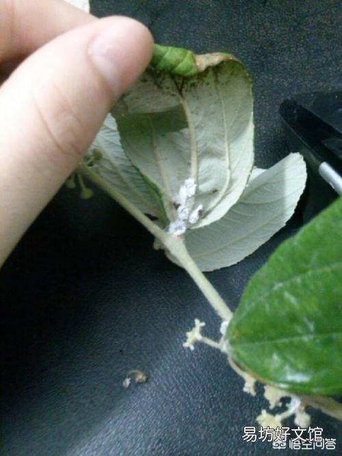 枣树高产栽培的技术要点有哪些?