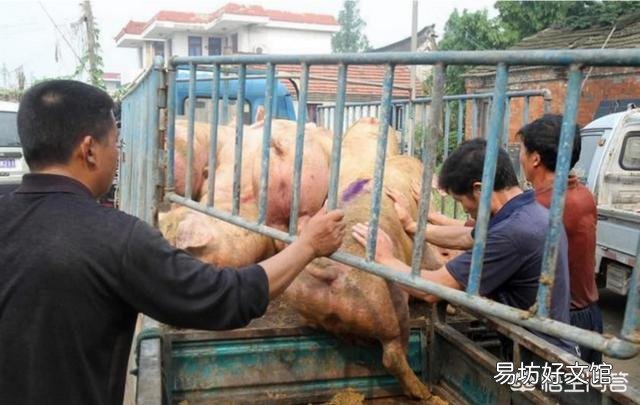 猪农：猪肉终于涨价了吗？