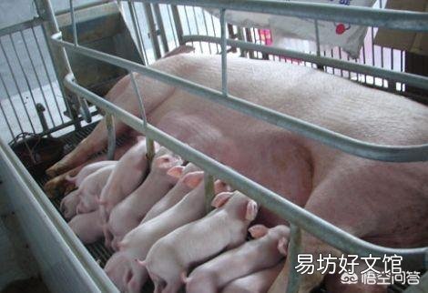 仔猪黄白痢有什么冶疗好办法？