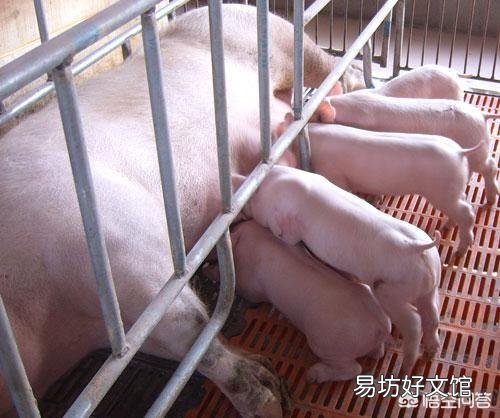 仔猪黄白痢有什么冶疗好办法？