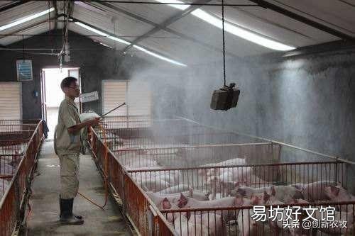 仔猪黄白痢有什么冶疗好办法？