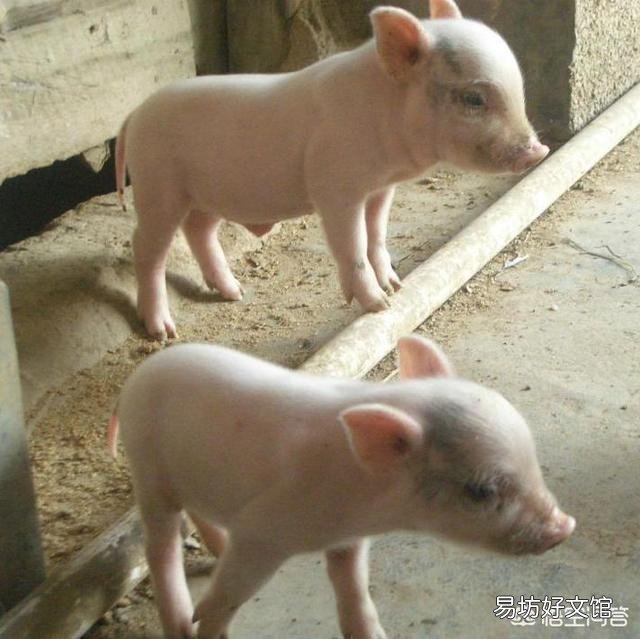 仔猪黄白痢有什么冶疗好办法？