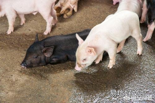 仔猪黄白痢有什么冶疗好办法？