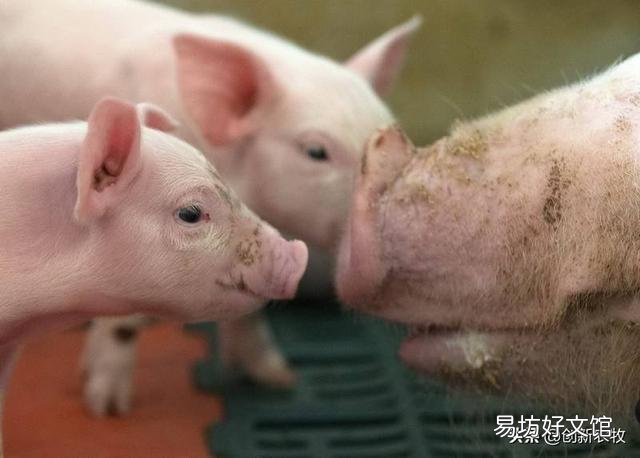 仔猪黄白痢有什么冶疗好办法？