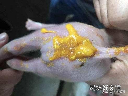 仔猪黄白痢有什么冶疗好办法？