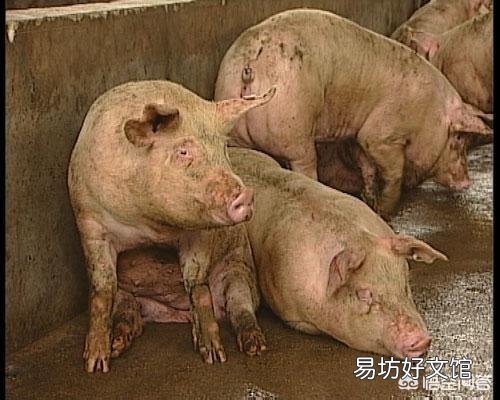 猪喜欢趴睡且流鼻涕是怎么回事?