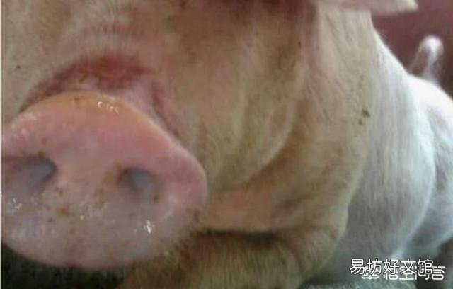 猪喜欢趴睡且流鼻涕是怎么回事?