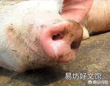 猪喜欢趴睡且流鼻涕是怎么回事?