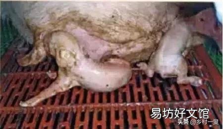 什么是假死仔猪？怎样救治？