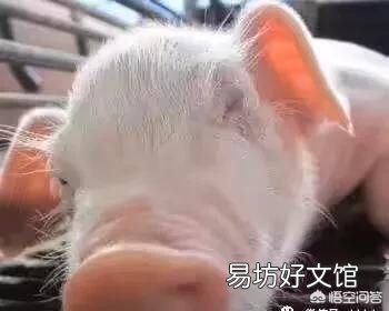 什么是假死仔猪？怎样救治？