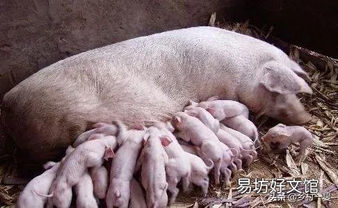 什么是假死仔猪？怎样救治？