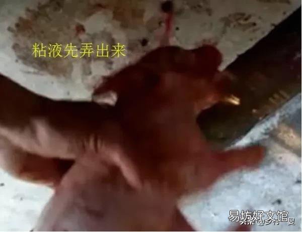 什么是假死仔猪？怎样救治？
