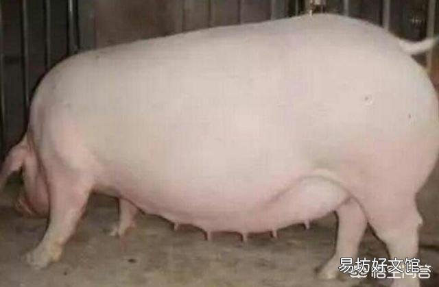 怎样提高母猪的产子数？