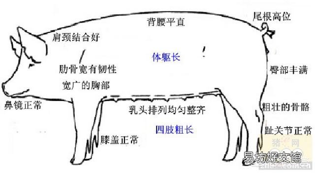 怎样把后备母猪养好?