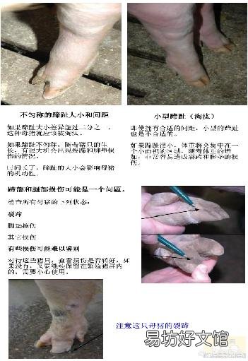 怎样把后备母猪养好?