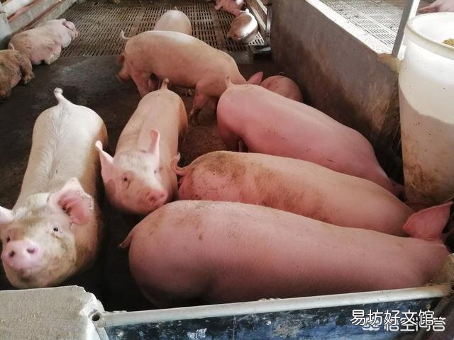 怎样把后备母猪养好?