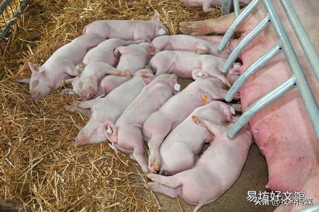 怎样把后备母猪养好?