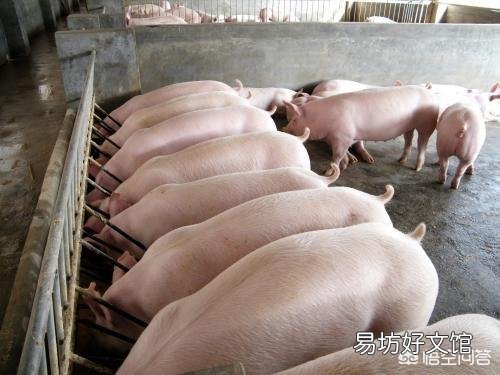 怎样把后备母猪养好?