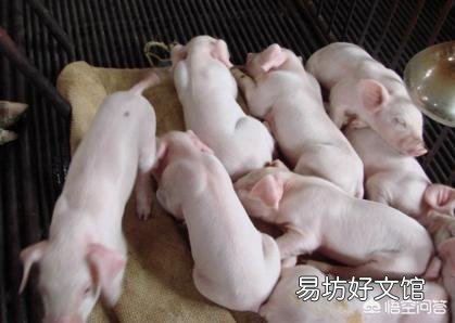 如何防治猪“运输应激”综合征?