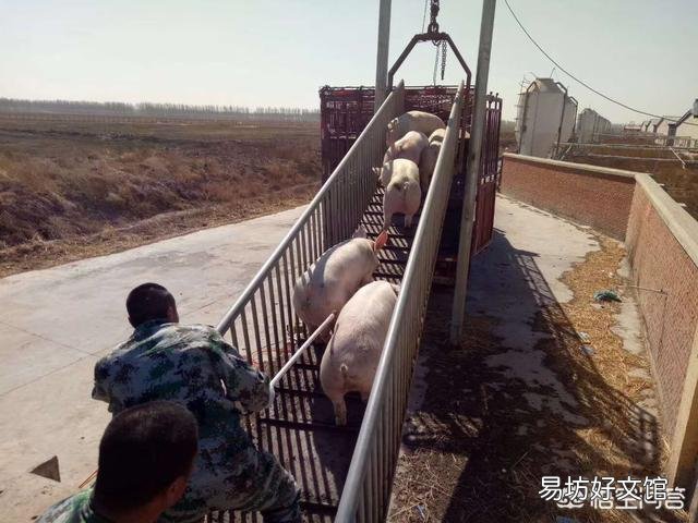 如何防治猪“运输应激”综合征?