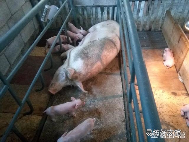 猪舍臭气会对猪产生什么危害呢?