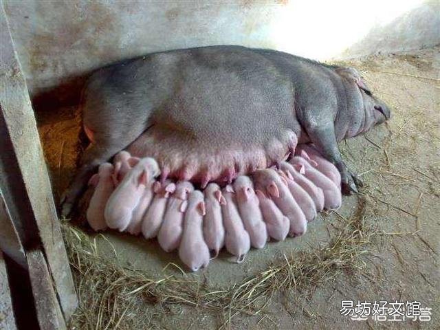 给母猪配种的时候要注意什么呢？