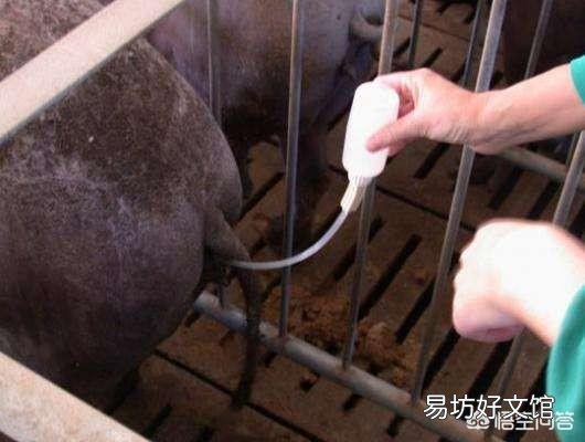 给母猪配种的时候要注意什么呢？