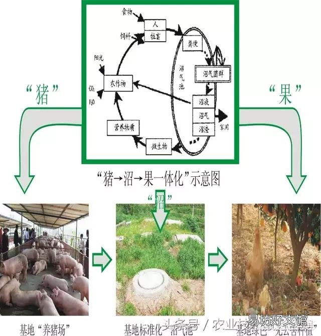 生猪价格持续低迷,会对中国畜牧行业造成哪些影响?