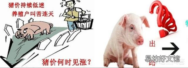生猪价格持续低迷,会对中国畜牧行业造成哪些影响?