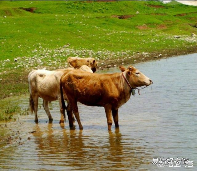生猪价格持续低迷,会对中国畜牧行业造成哪些影响?