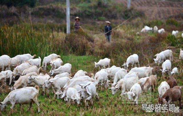 生猪价格持续低迷,会对中国畜牧行业造成哪些影响?