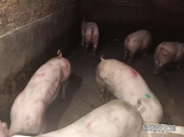 生猪患病，怎样喂药效果好？