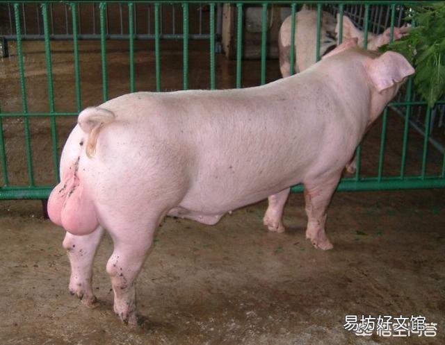 如何有效防控好五号病?