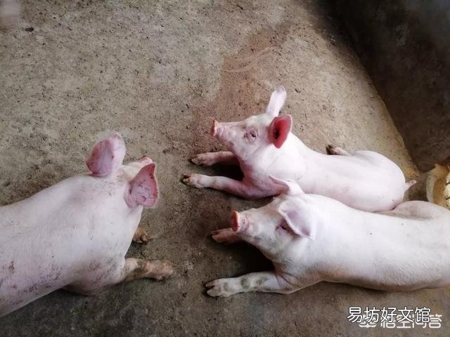 如何有效防控好五号病?